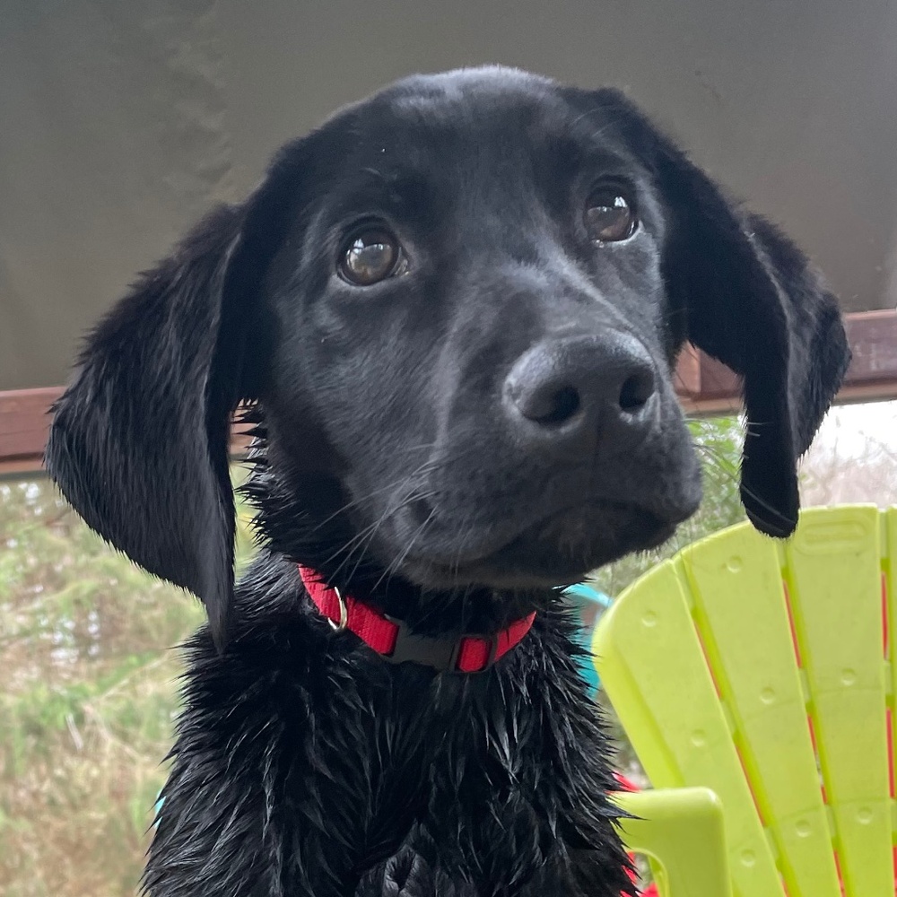 Meet your Posher, Grace